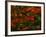 Fall Leaves-Steven Maxx-Framed Photographic Print