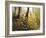 Fall Leaves-Miguel Dominguez-Framed Giclee Print