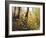 Fall Leaves-Miguel Dominguez-Framed Giclee Print