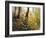 Fall Leaves-Miguel Dominguez-Framed Giclee Print