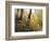 Fall Leaves-Miguel Dominguez-Framed Giclee Print