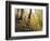 Fall Leaves-Miguel Dominguez-Framed Giclee Print