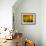 Fall Light 2-Ursula Abresch-Framed Photographic Print displayed on a wall