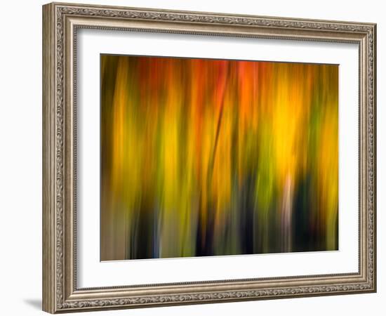 Fall Light 2-Ursula Abresch-Framed Photographic Print