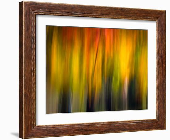 Fall Light 2-Ursula Abresch-Framed Photographic Print