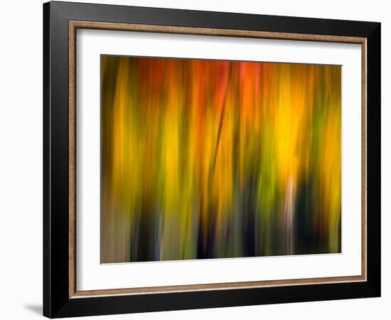 Fall Light 2-Ursula Abresch-Framed Photographic Print