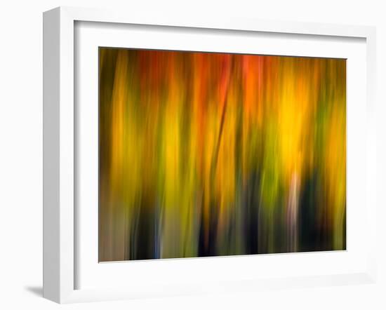 Fall Light 2-Ursula Abresch-Framed Photographic Print