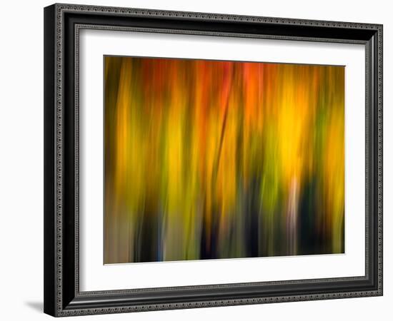 Fall Light 2-Ursula Abresch-Framed Photographic Print