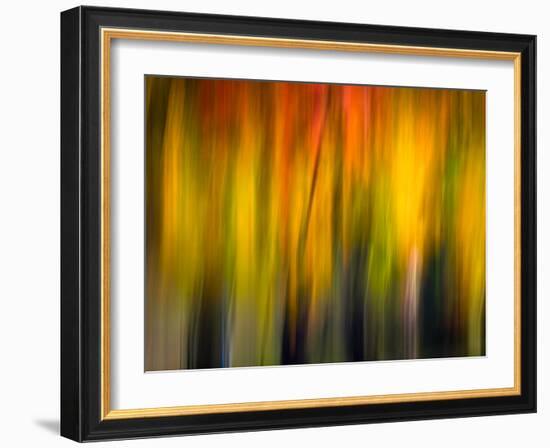 Fall Light 2-Ursula Abresch-Framed Photographic Print