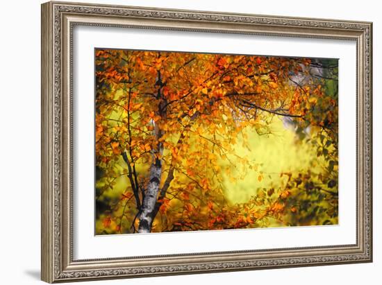 Fall Light 3-Ursula Abresch-Framed Photographic Print