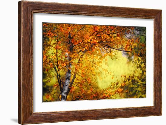 Fall Light 3-Ursula Abresch-Framed Photographic Print