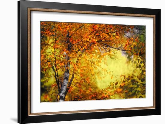 Fall Light 3-Ursula Abresch-Framed Photographic Print