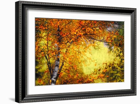 Fall Light 3-Ursula Abresch-Framed Photographic Print