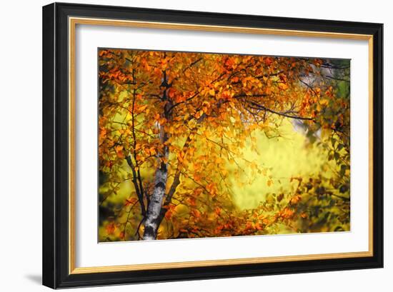 Fall Light 3-Ursula Abresch-Framed Photographic Print