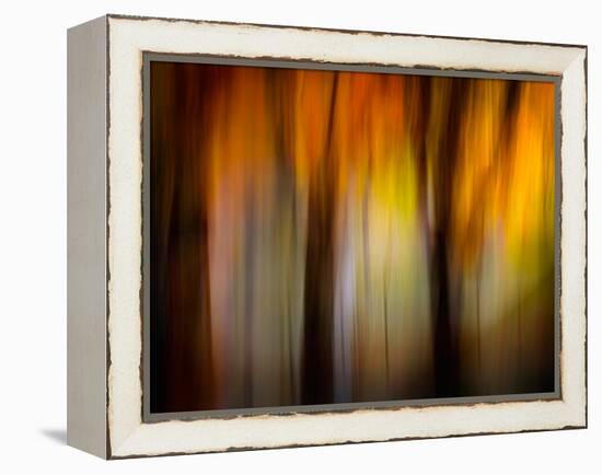 Fall Light-Ursula Abresch-Framed Premier Image Canvas