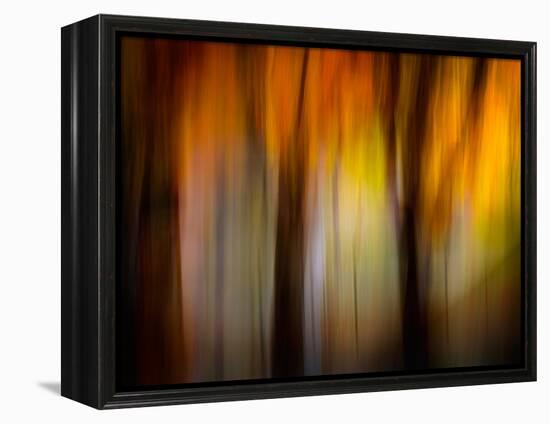 Fall Light-Ursula Abresch-Framed Premier Image Canvas