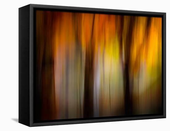Fall Light-Ursula Abresch-Framed Premier Image Canvas