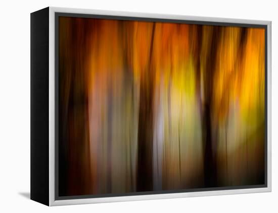 Fall Light-Ursula Abresch-Framed Premier Image Canvas