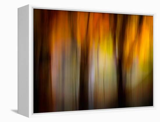 Fall Light-Ursula Abresch-Framed Premier Image Canvas