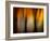 Fall Light-Ursula Abresch-Framed Photographic Print