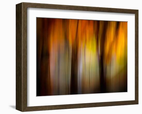 Fall Light-Ursula Abresch-Framed Photographic Print