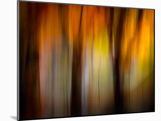 Fall Light-Ursula Abresch-Mounted Photographic Print