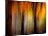 Fall Light-Ursula Abresch-Mounted Photographic Print