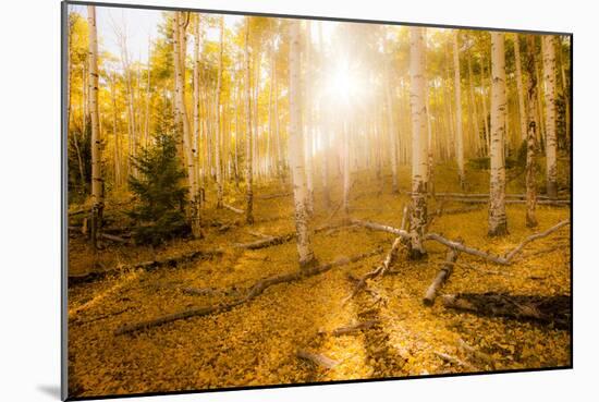 Fall Light-Dan Ballard-Mounted Photographic Print