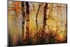 Fall Light-Ursula Abresch-Mounted Photographic Print