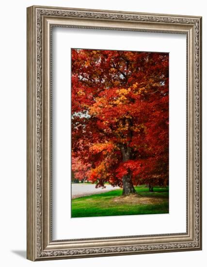 Fall Magic-Philippe Sainte-Laudy-Framed Photographic Print