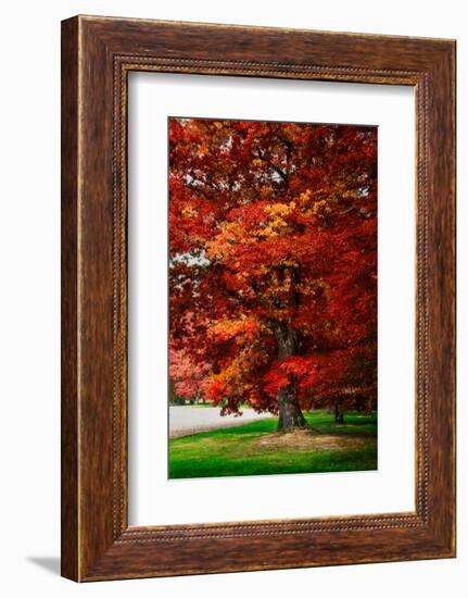 Fall Magic-Philippe Sainte-Laudy-Framed Photographic Print