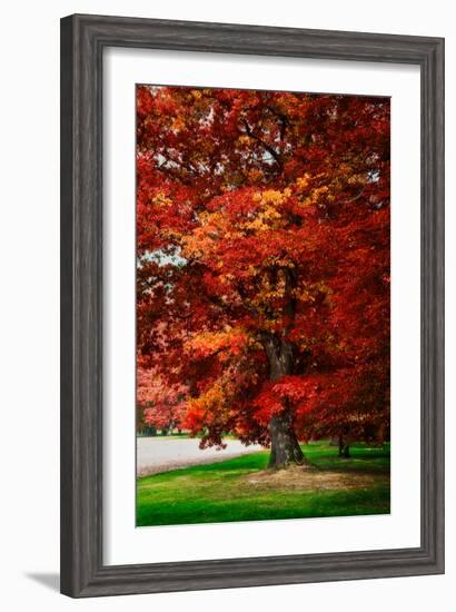 Fall Magic-Philippe Sainte-Laudy-Framed Photographic Print