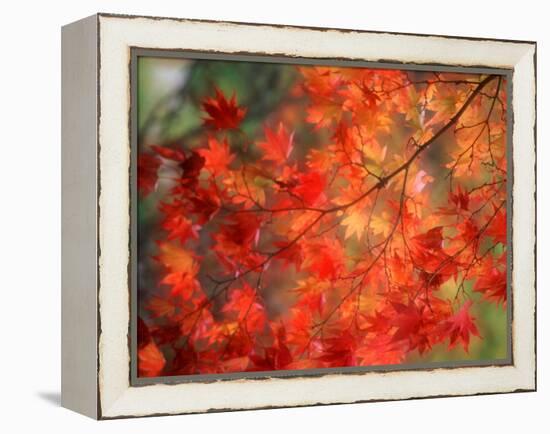 Fall Maple Leaves-Janell Davidson-Framed Premier Image Canvas