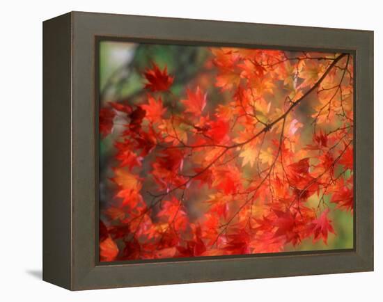 Fall Maple Leaves-Janell Davidson-Framed Premier Image Canvas