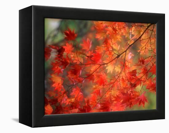 Fall Maple Leaves-Janell Davidson-Framed Premier Image Canvas