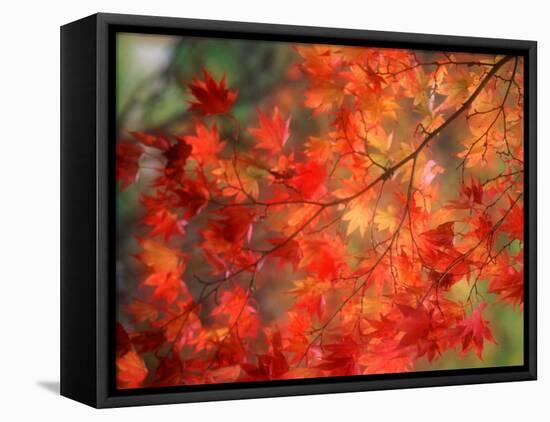 Fall Maple Leaves-Janell Davidson-Framed Premier Image Canvas