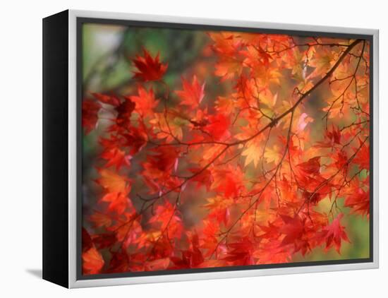 Fall Maple Leaves-Janell Davidson-Framed Premier Image Canvas