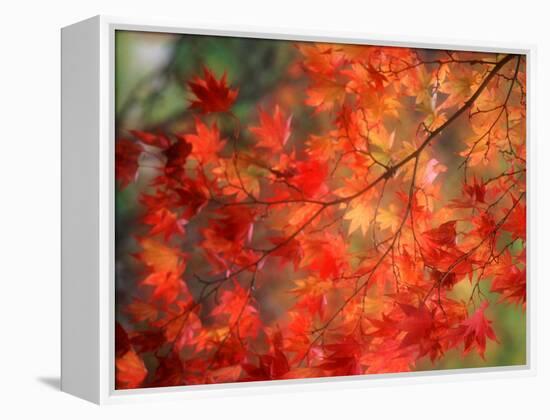 Fall Maple Leaves-Janell Davidson-Framed Premier Image Canvas