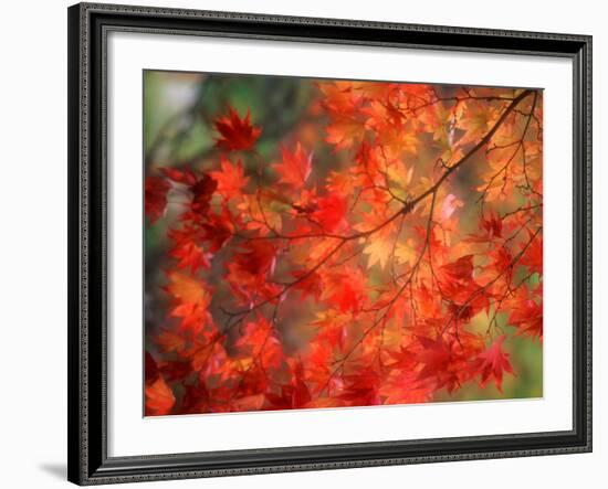 Fall Maple Leaves-Janell Davidson-Framed Photographic Print