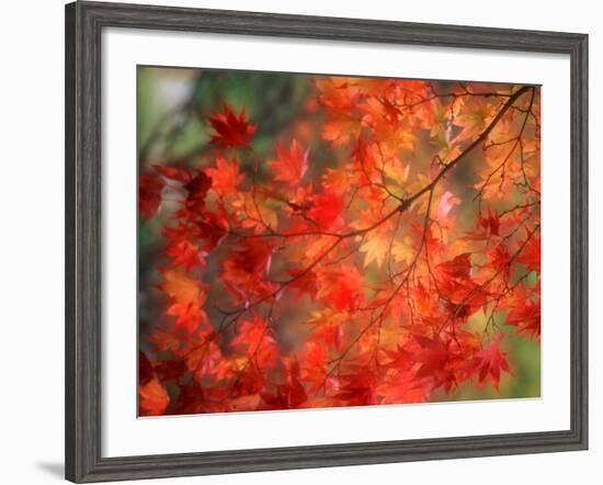 Fall Maple Leaves-Janell Davidson-Framed Photographic Print