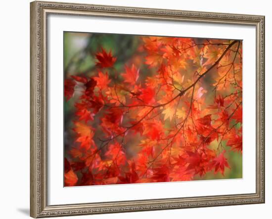 Fall Maple Leaves-Janell Davidson-Framed Photographic Print