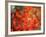 Fall Maple Leaves-Janell Davidson-Framed Photographic Print