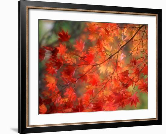 Fall Maple Leaves-Janell Davidson-Framed Photographic Print