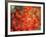 Fall Maple Leaves-Janell Davidson-Framed Photographic Print