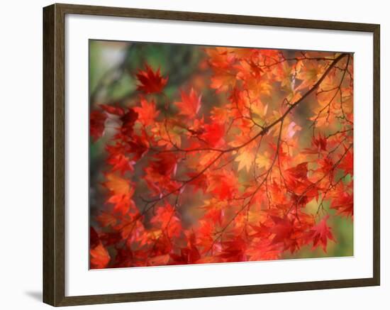 Fall Maple Leaves-Janell Davidson-Framed Photographic Print