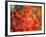 Fall Maple Leaves-Janell Davidson-Framed Photographic Print