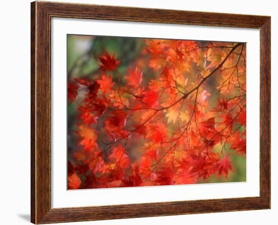 Fall Maple Leaves-Janell Davidson-Framed Photographic Print