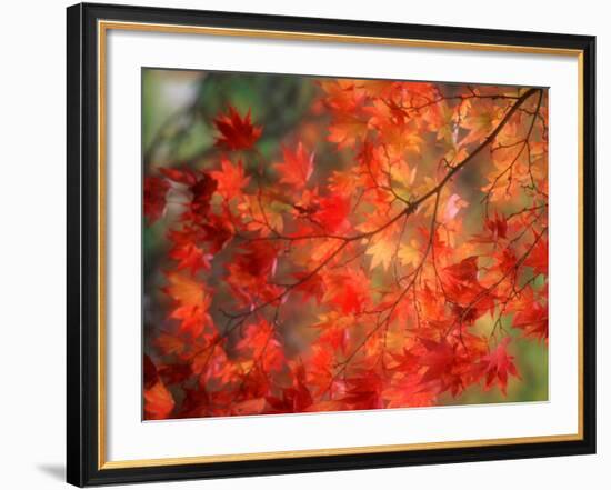 Fall Maple Leaves-Janell Davidson-Framed Photographic Print