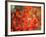 Fall Maple Leaves-Janell Davidson-Framed Photographic Print