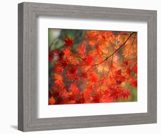 Fall Maple Leaves-Janell Davidson-Framed Photographic Print